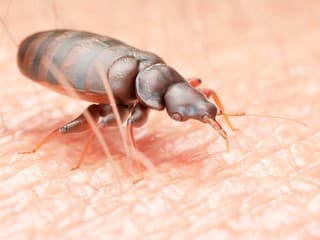 4 signes révélateurs de la présence de punaises de lit