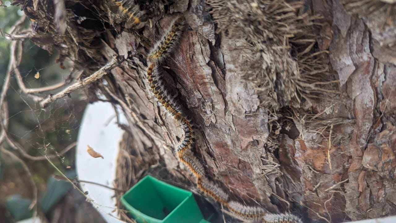 Chenilles processionnaires à l&rsquo;automne : comprendre le phénomène et agir