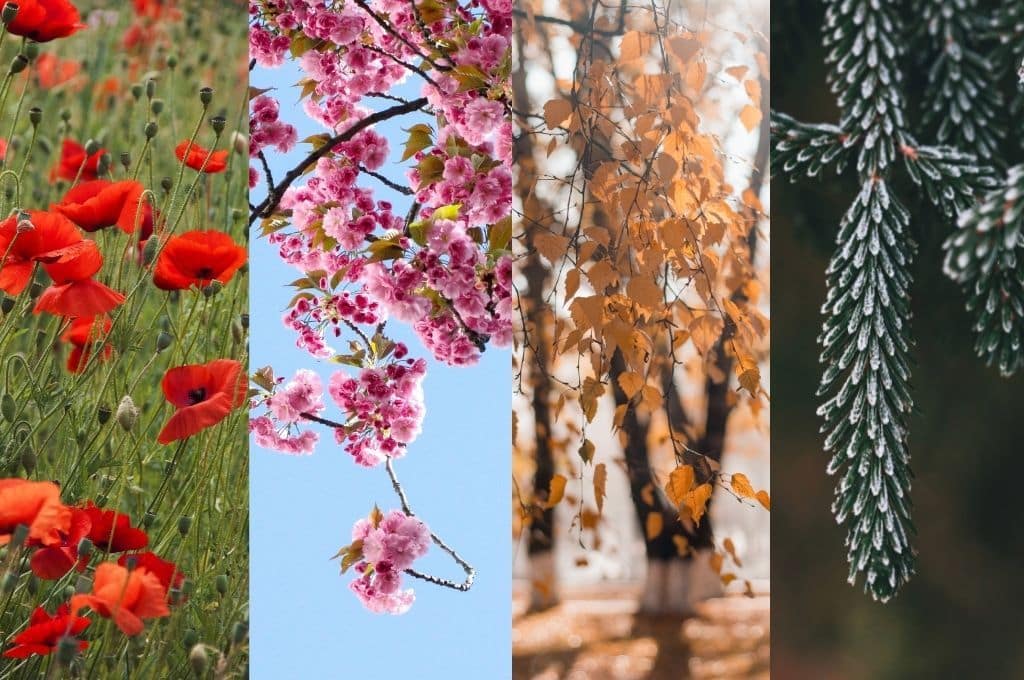 Connaître les nuisibles par saison