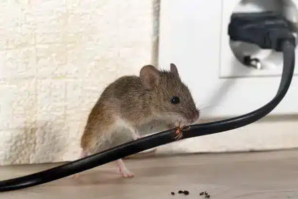 Elimination des nuisibles à Paris : de quels matériaux les souris se servent-elles pour construire leurs nids ?
