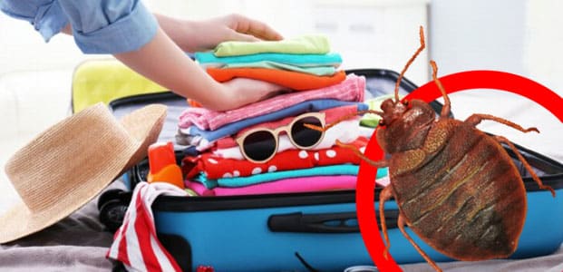 Contrôle des nuisibles à Paris : comment les punaises de lit pénètrent-elles dans votre maison ?