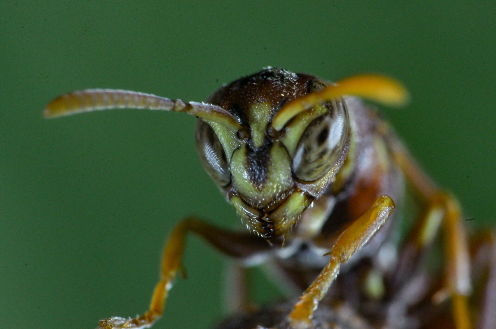 Découvrez le frelon géant du sud (vespa soror), le cousin du frelon asiatique