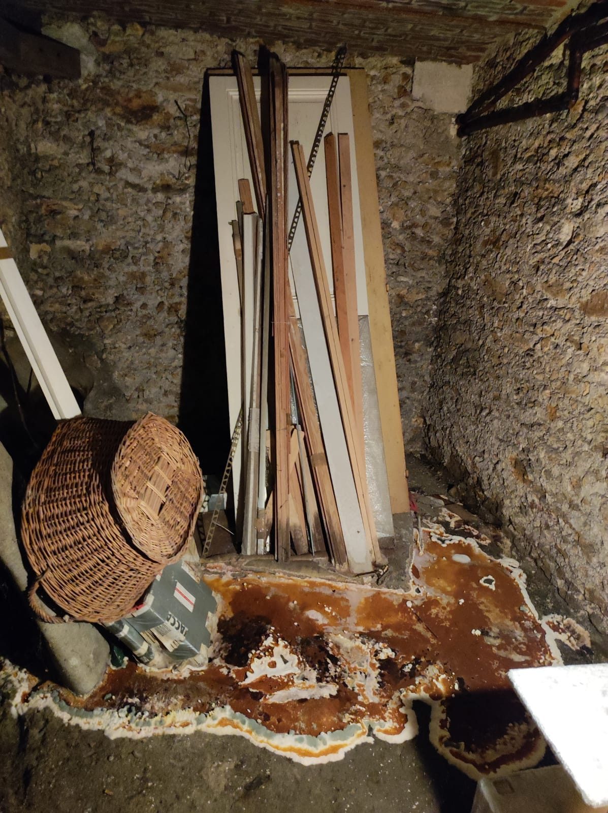 Détection de la mérule pleureuse : protéger votre maison des champignons lignivores