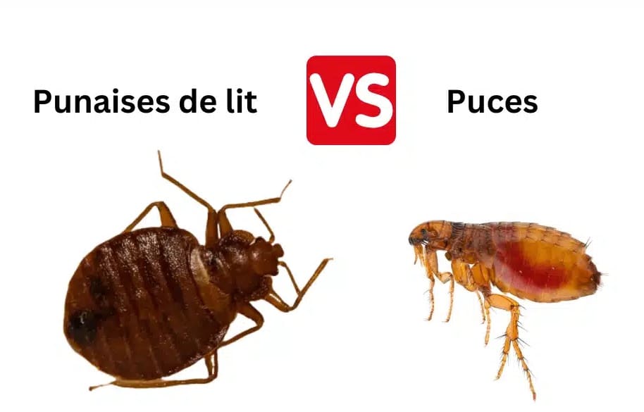 Différences entre punaises de lit et puces : identification et solutions