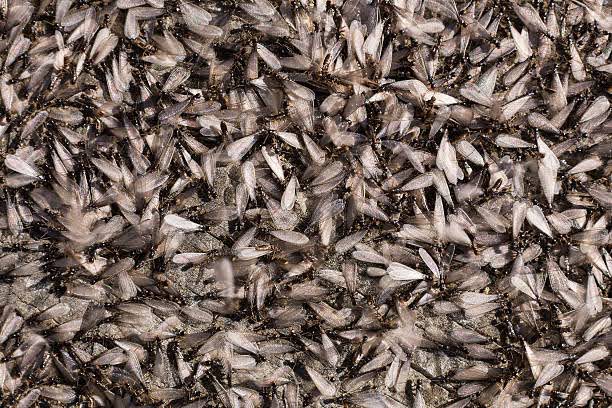 Les essaims de termites : ce qu’il faut savoir