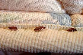 prévention punaise de lit paris