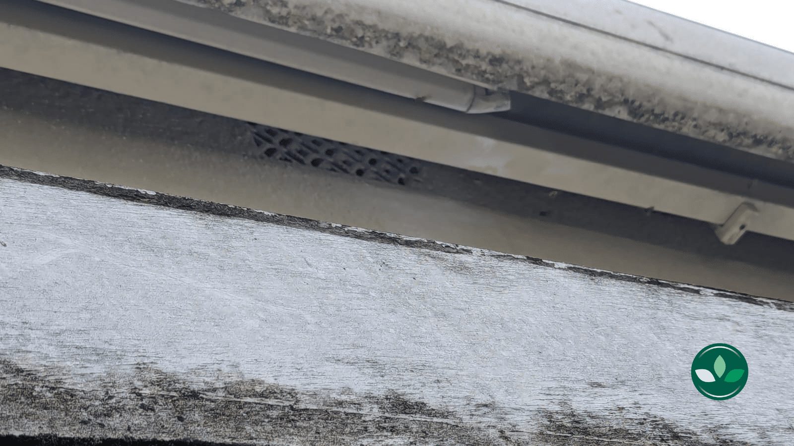 Conseils pour prévenir et traiter les infestations de guêpes avant l&rsquo;été