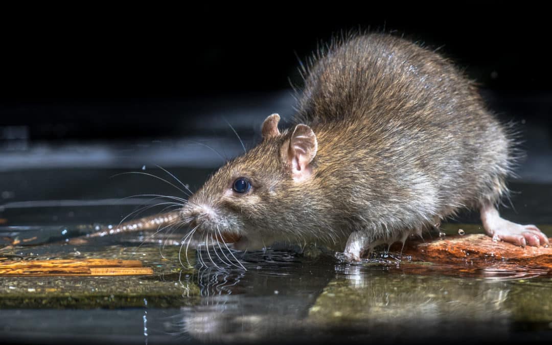 Guide sur les nuisibles : comprendre et gérer les infestations de rats et de souris