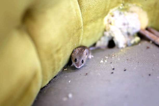 Lutte antiparasitaire : les dangers des excréments de souris.