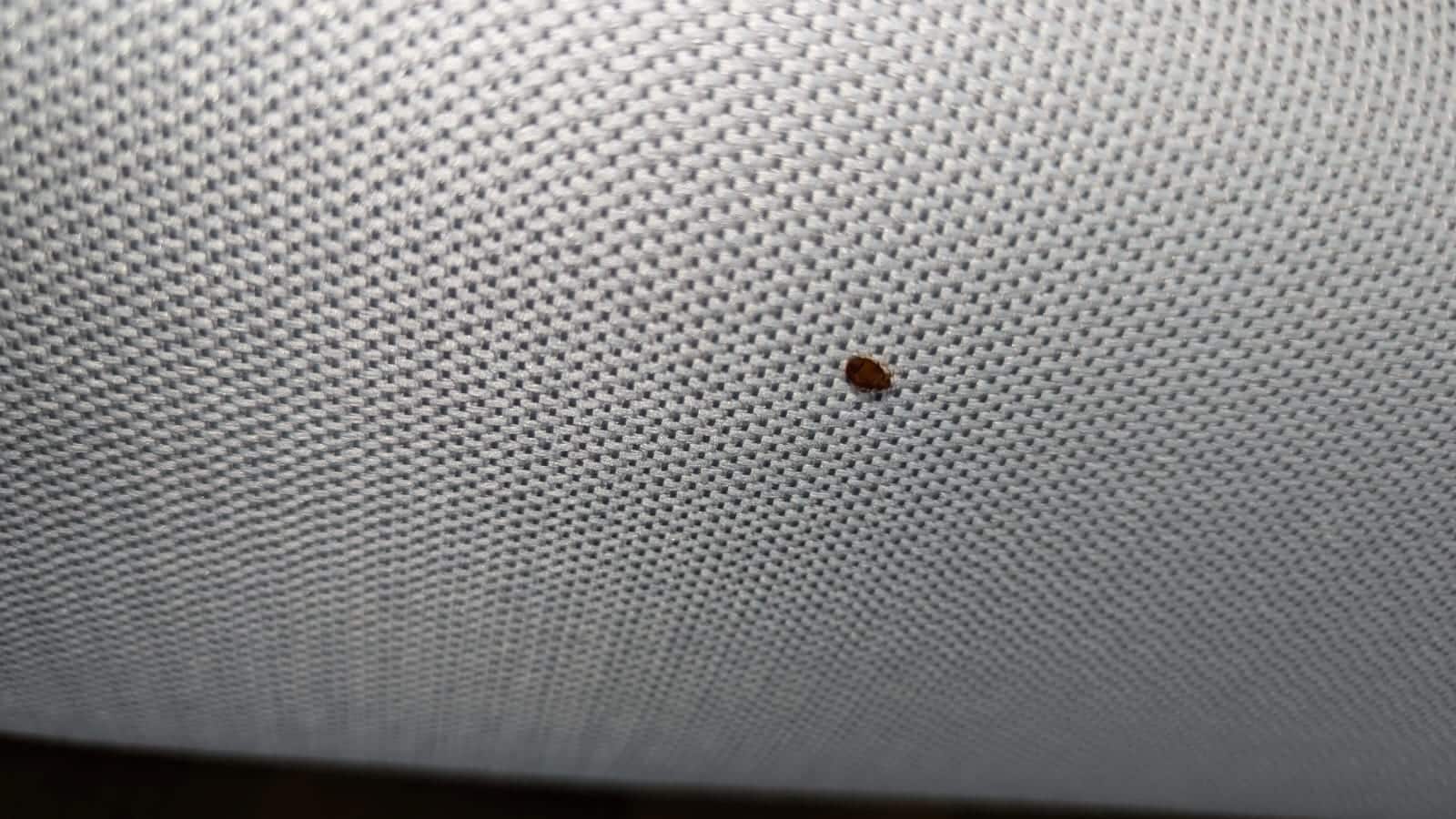 Les dangers des punaises de lit et comment s&rsquo;en débarrasser