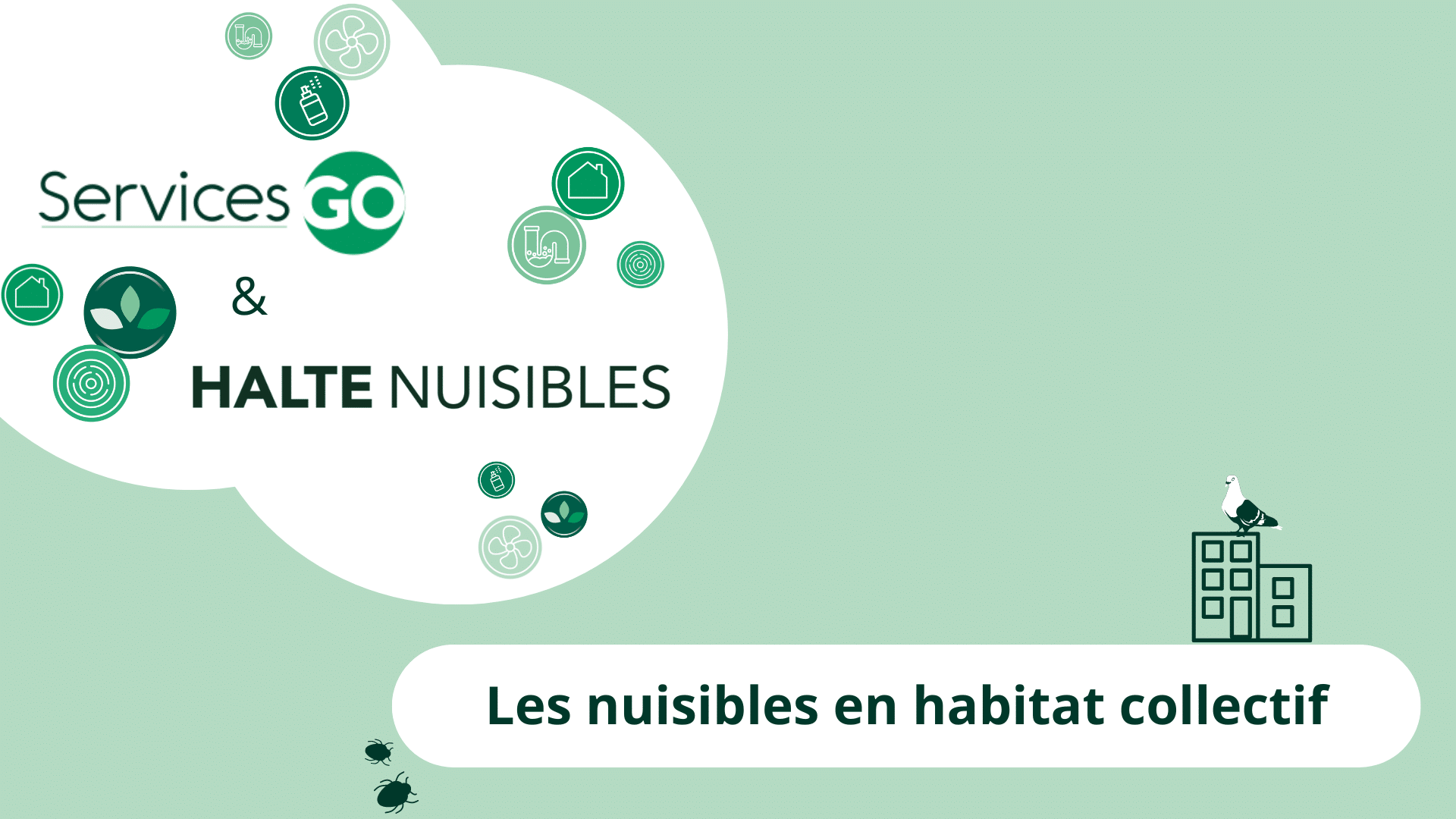 Les nuisibles en habitat collectif : les nuisibles à surveiller