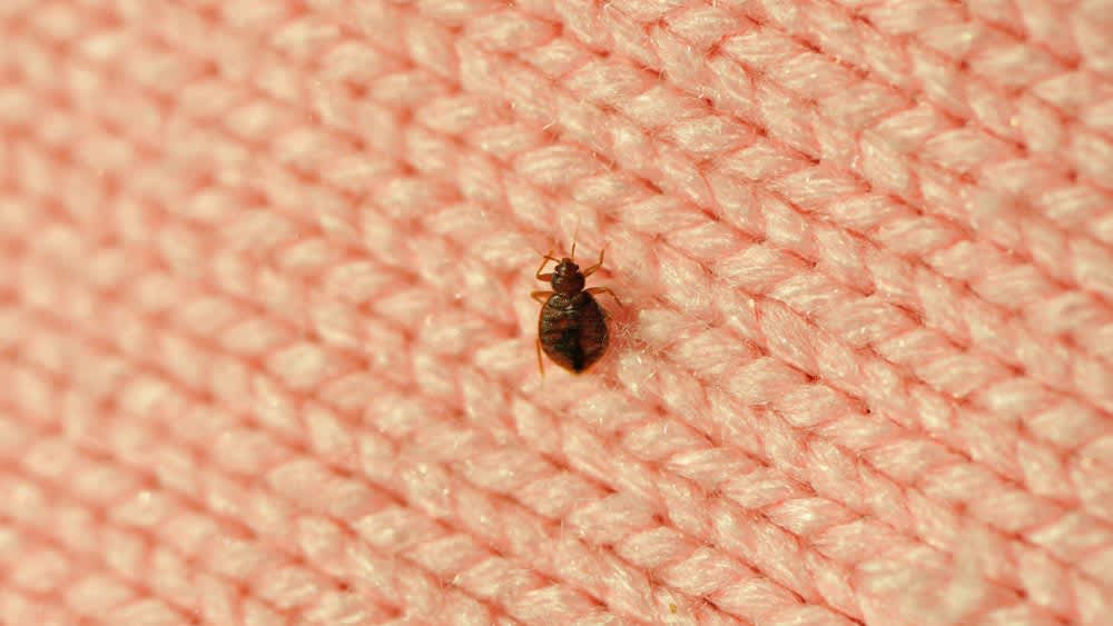 Les punaises de lit qu&rsquo;est-ce que c&rsquo;est ?