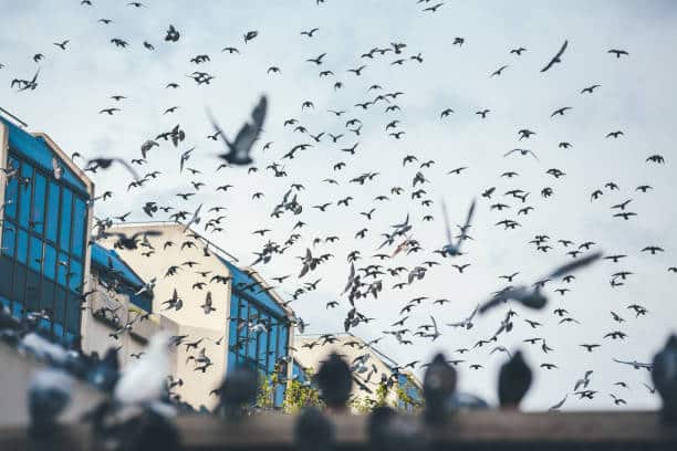 Lutte anti-nuisibles : Contrôle des pigeons