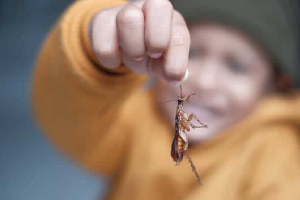 Lutte antiparasitaire : danger pour les enfants.