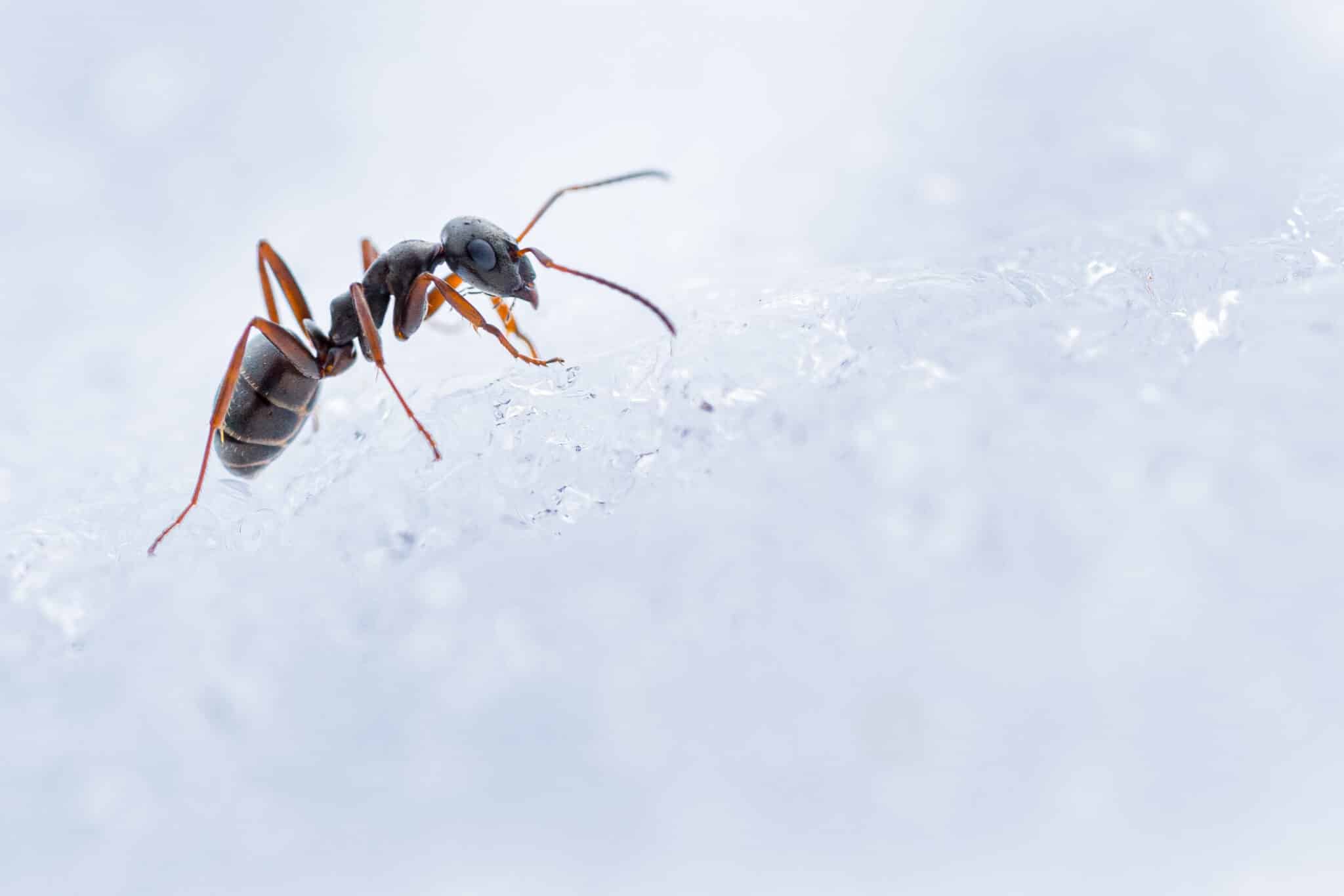 Lutte contre les nuisibles en hiver pour votre jardin et votre espace extérieur