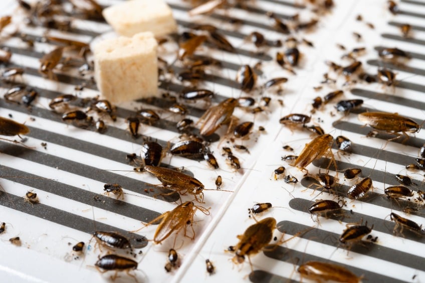 Méthode naturelle de lutte contre les nuisibles à Paris : leurs avantages et inconvénients