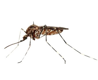 Moustiques en hiver : diapause, survie et activité réduite