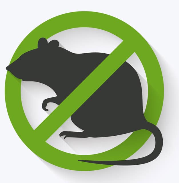 Nuisibles du littoral : comment protéger les îles et côtes des rats et autres rongeurs ?