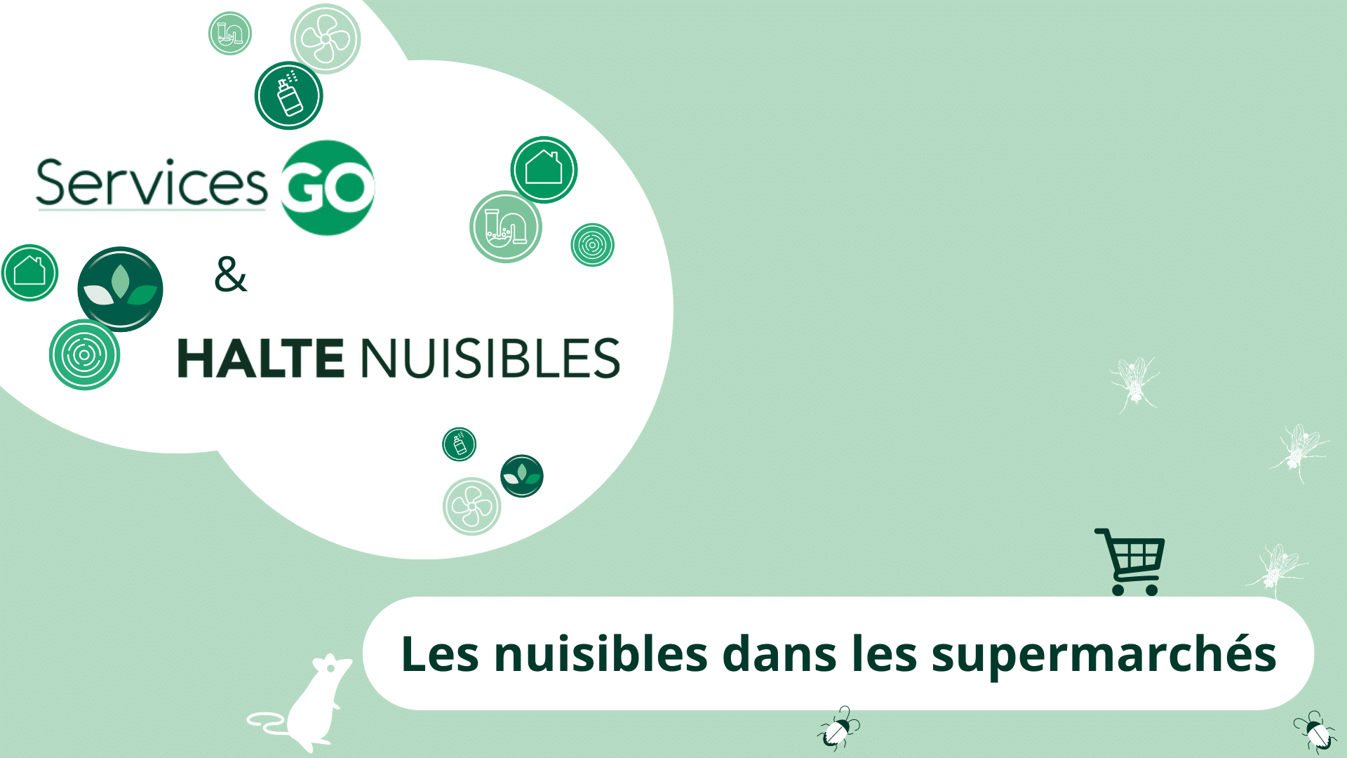 Les nuisibles dans les supermarchés : les nuisibles à surveiller