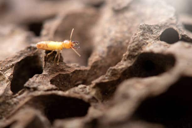 Prévention des termites : 5 solutions pour protéger votre maison