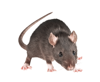 Rat noir vs rat brun : comment les identifier facilement ?