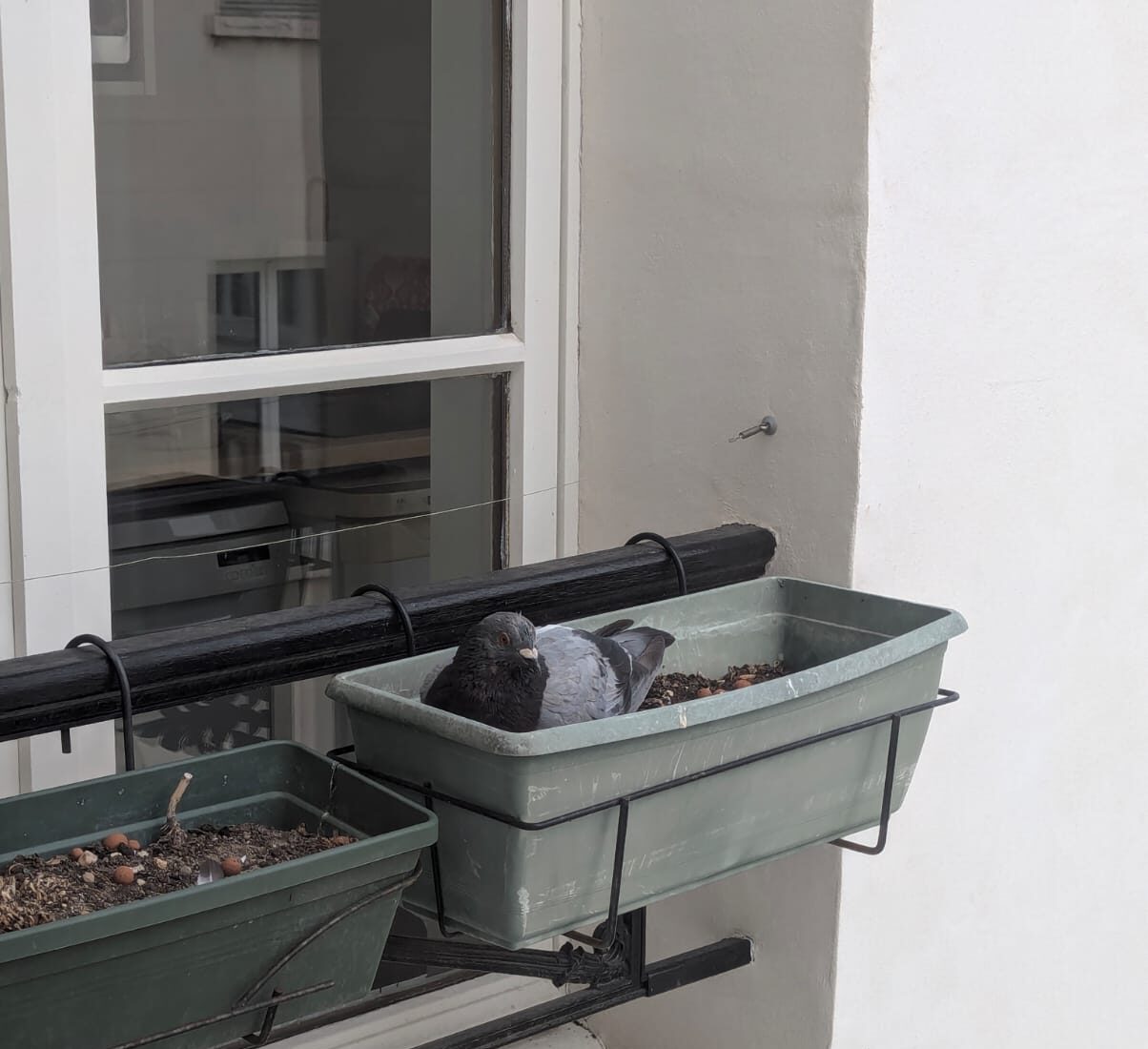 Risques sanitaires des pigeons en habitat collectif précaire à Paris