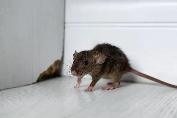 Comment les souris s&rsquo;infiltrent-elles dans votre maison ?