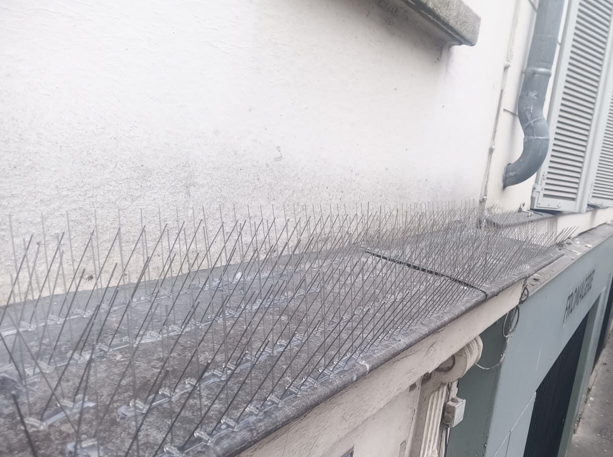 Top 5 des meilleures solutions pour éloigner les pigeons durablement