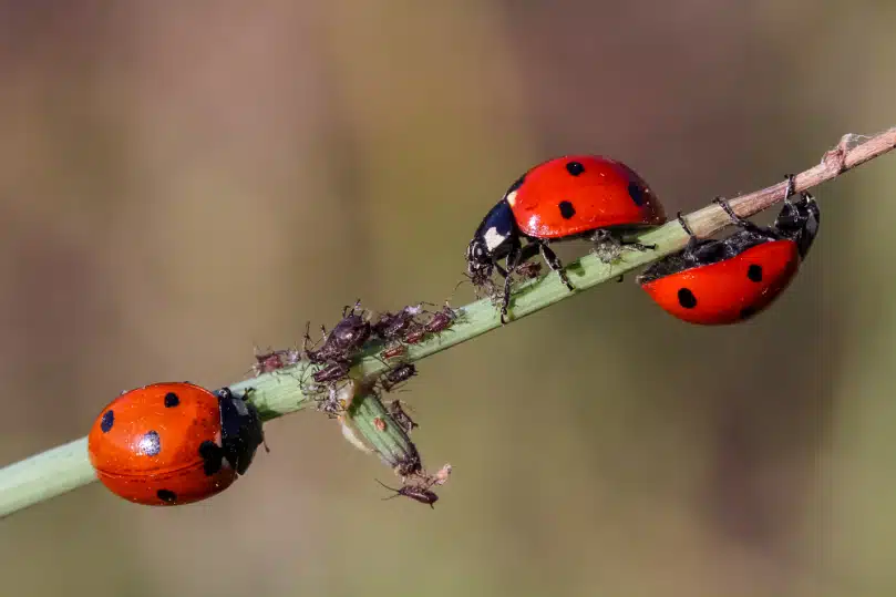 Tout savoir sur les coccinelles asiatiques : identifier et réduire les nuisances causées