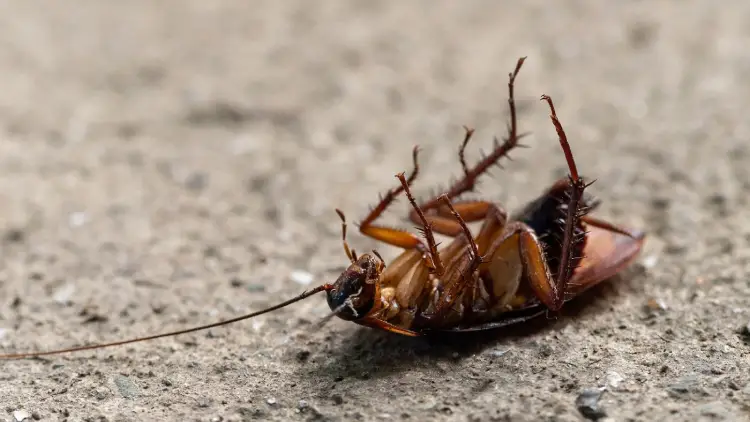 Vulnérabilité face aux nuisibles : lien entre précarité et infestation