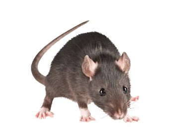 Rat-noir-conseil-hygiene-solution