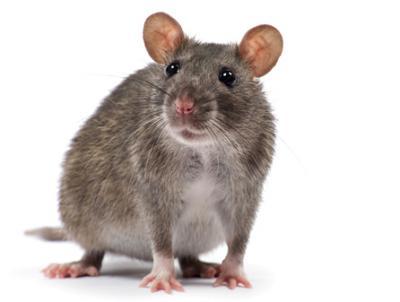 rat-brun-deratisation-conseil-hygiene-solution