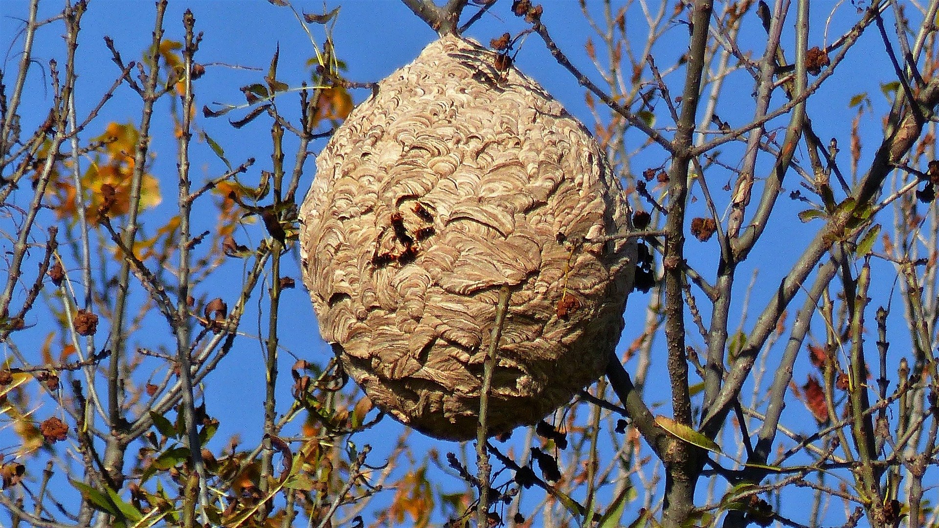 nid de frelon asiatique