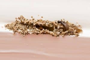 termites ailés perçant couche peinture