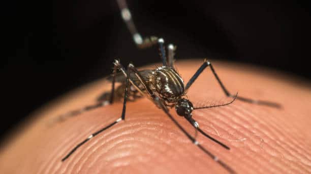 moustique Aedes aegypti virus Zika