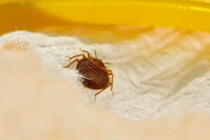 Guide sur les punaises de lit : Comprendre, prévenir et éliminer l'infestation.