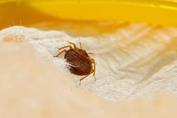 Comment prévenir l'infestation par des punaises de lit ? 