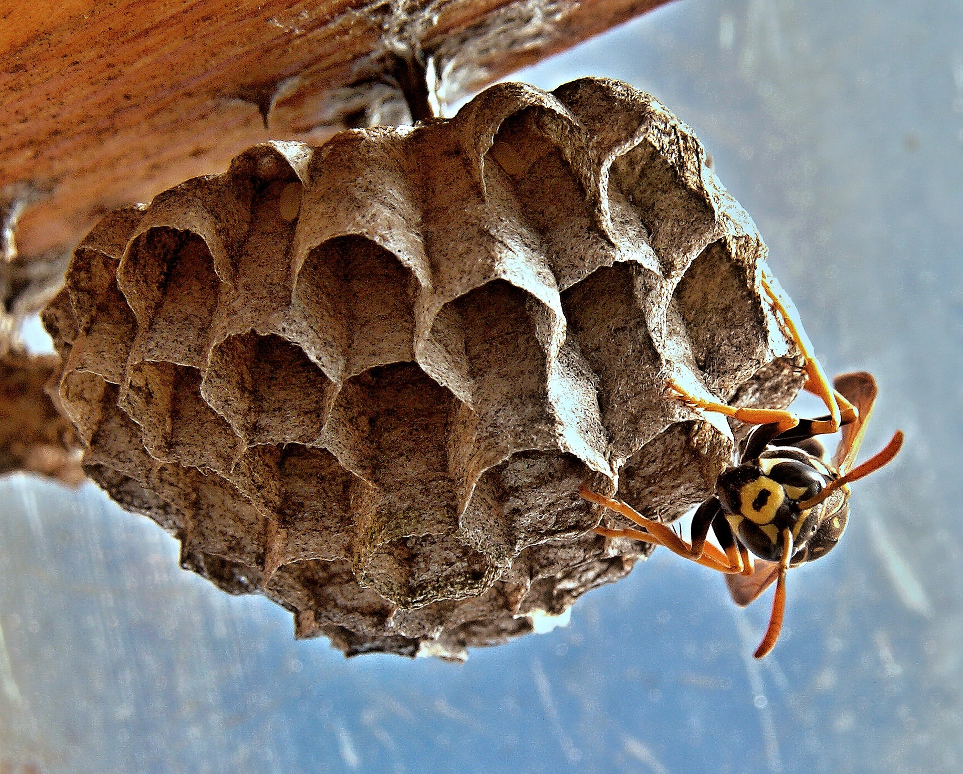 Constructions faites par des nuisibles : cinq nids surprenants – Halte  Nuisibles