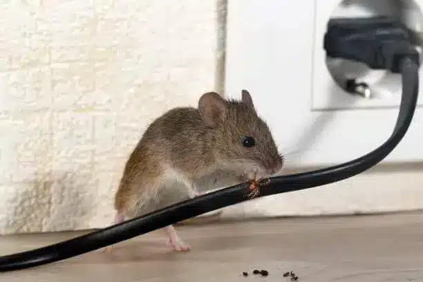 lutte contre souris