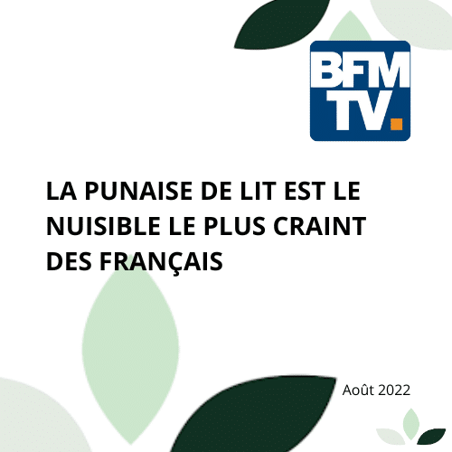 Article sur les punaises de lit par BFM TV