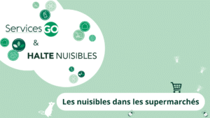 Descriptif des nuisibles dans les supermarchés