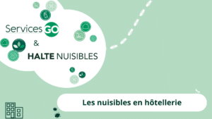 Descriptif des nuisibles en hôtellerie