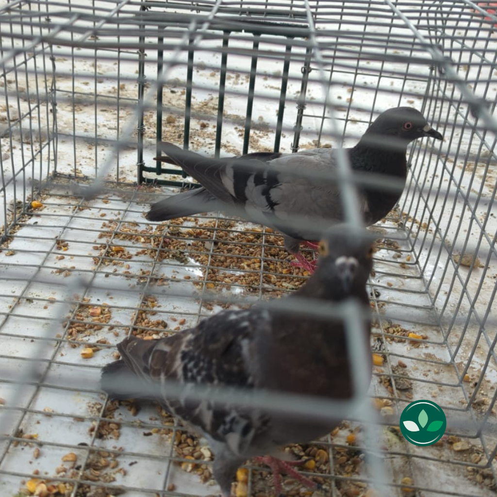 Pigeons en cage