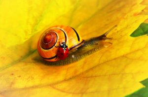 Escargot